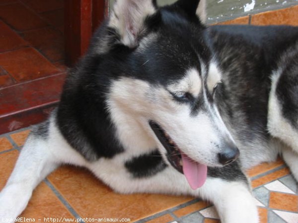 Photo de Husky siberien