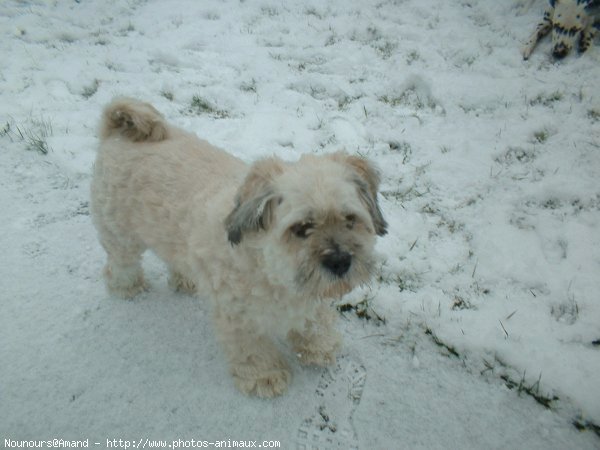 Photo de Lhassa apso