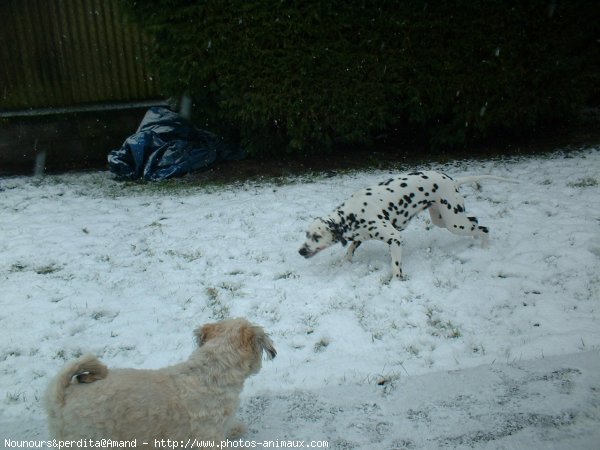 Photo de Races diffrentes