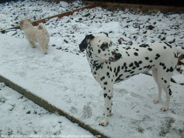 Photo de Races diffrentes