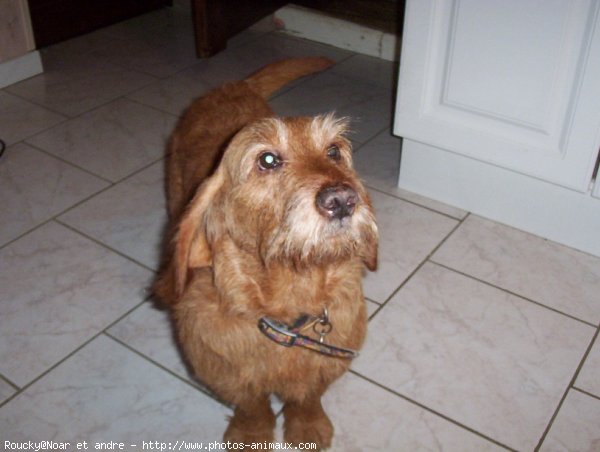 Photo de Griffon fauve de bretagne