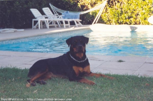 Photo de Rottweiler