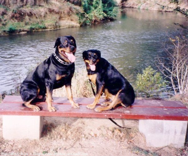 Photo de Rottweiler