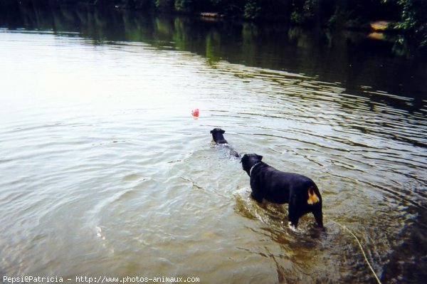 Photo de Rottweiler