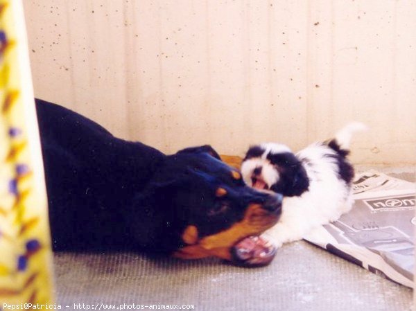 Photo de Rottweiler