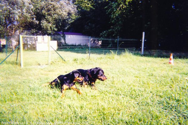 Photo de Rottweiler