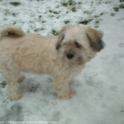 Photo de Lhassa apso