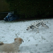 Photo de Races diffrentes