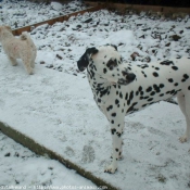 Photo de Races diffrentes