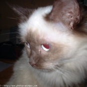 Photo de Sacr de birmanie