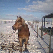 Photo de Haflinger