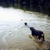 Photo de Rottweiler