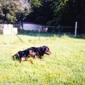 Photo de Rottweiler