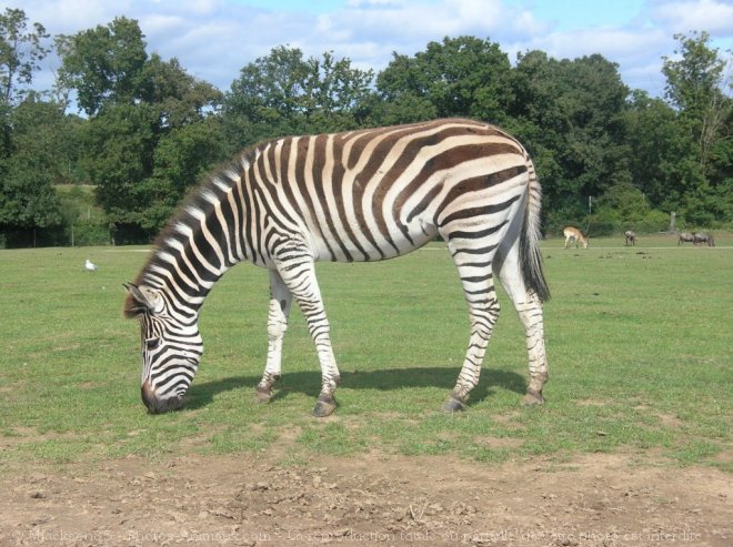 Photo de Zebre