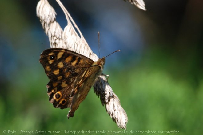 Photo de Papillon