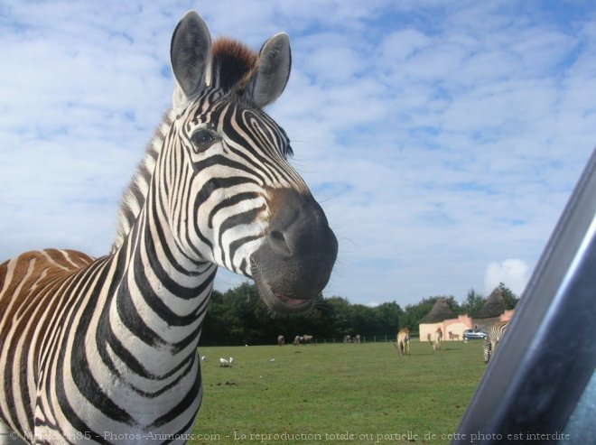 Photo de Zebre