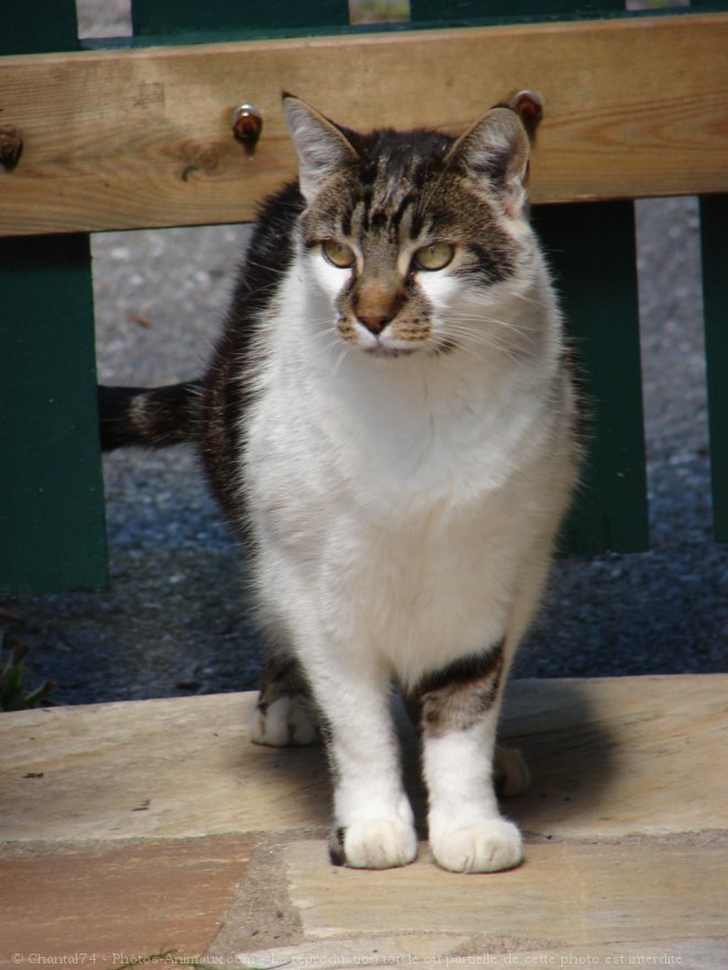 Photo de Chat domestique