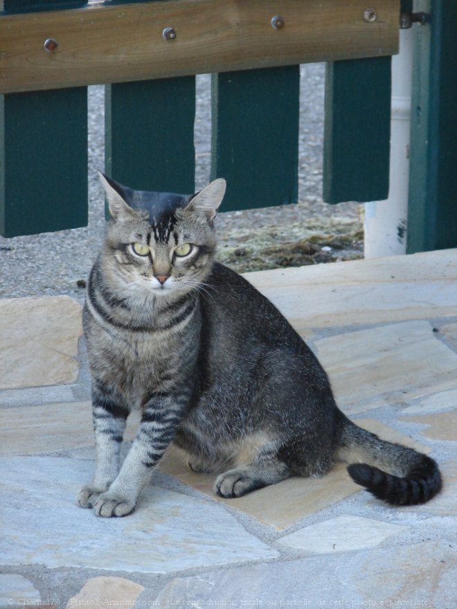 Photo de Chat domestique