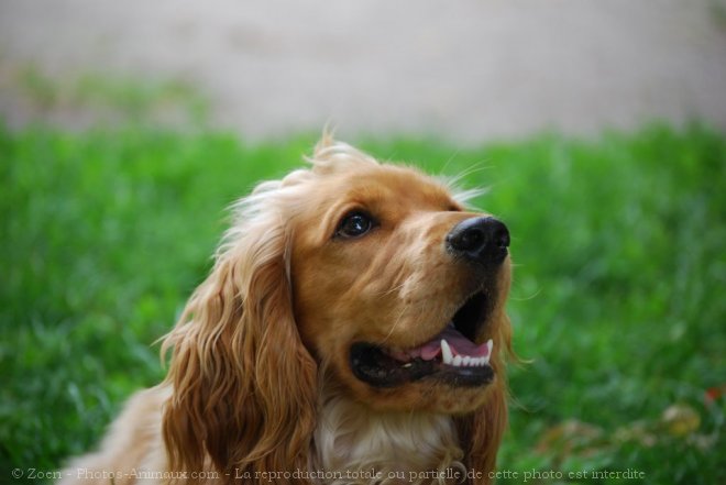 Photo de Cocker anglais