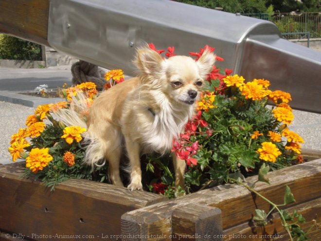 Photo de Chihuahua  poil long