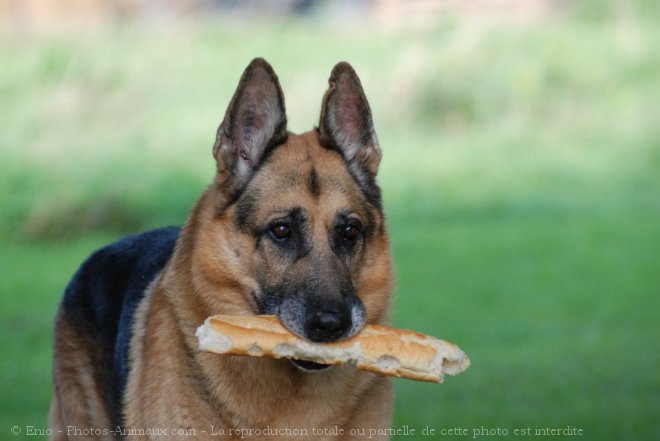 Photo de Berger allemand  poil court