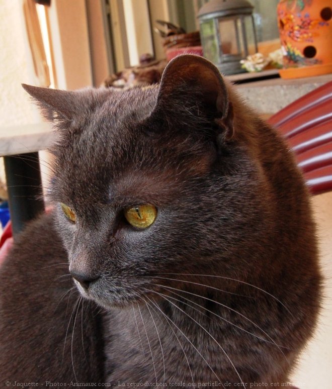 Photo de Chartreux