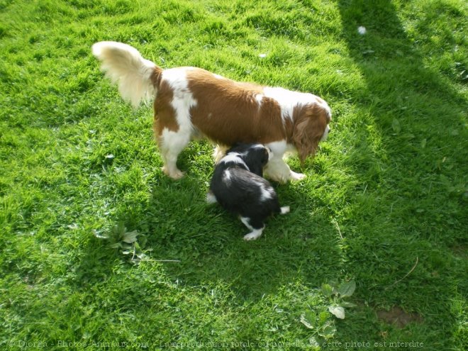 Photo de Cavalier king charles spaniel