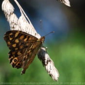 Photo de Papillon