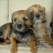 Photo de Border terrier