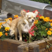 Photo de Chihuahua  poil long