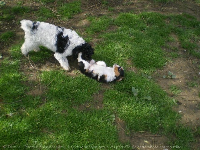 Photo de Cavalier king charles spaniel