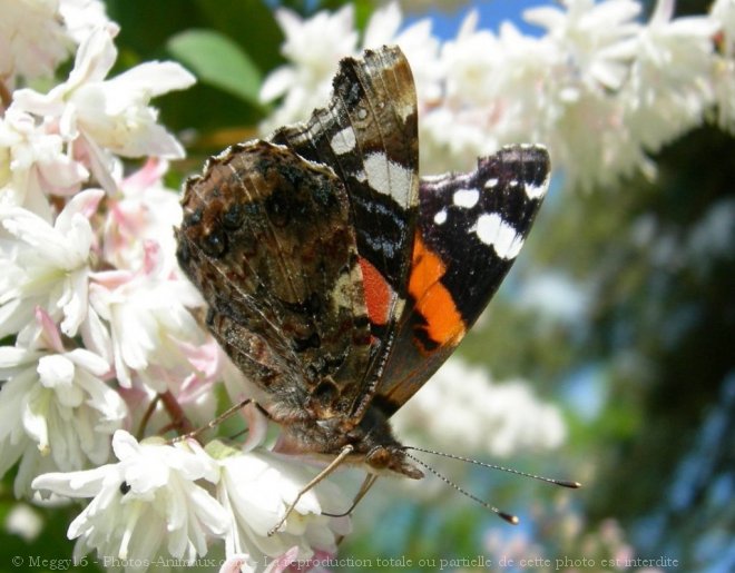 Photo de Papillon