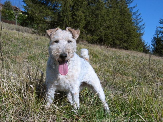 Photo de Fox terrier  poil dur