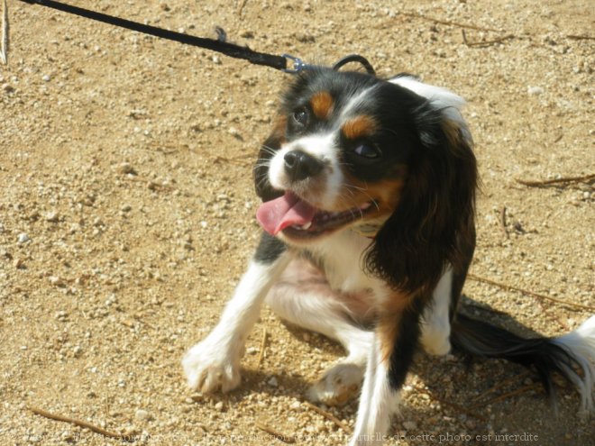 Photo de Cavalier king charles spaniel