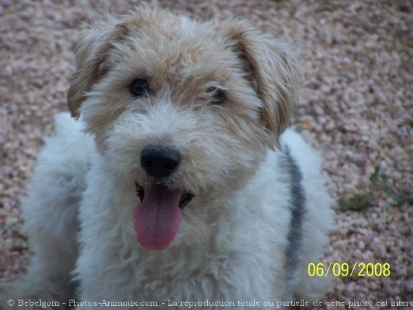 Photo de Fox terrier  poil dur