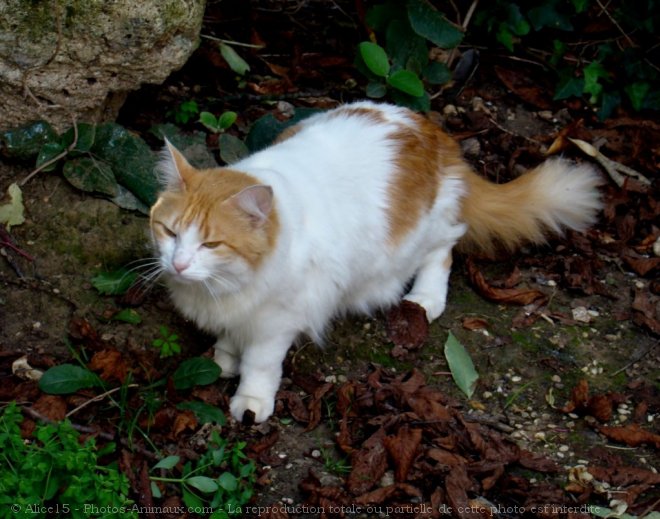 Photo de Chat domestique