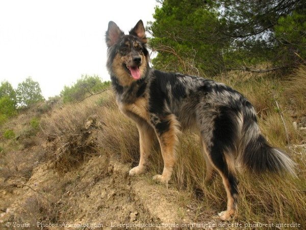 Photo de Border collie