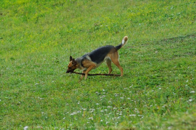 Photo de Berger allemand  poil court