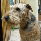 Photo d'Airedale terrier