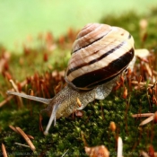 Photo d'Escargot