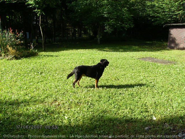 Photo de Rottweiler