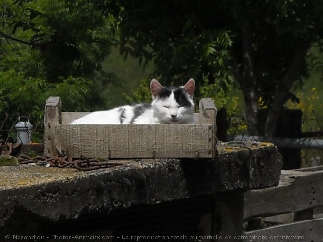 Photo de Croisement