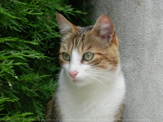 Photo de Chat domestique