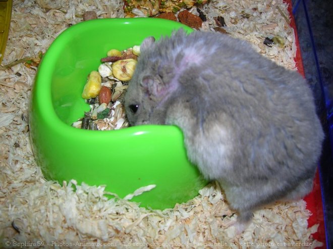 Photo de Hamster