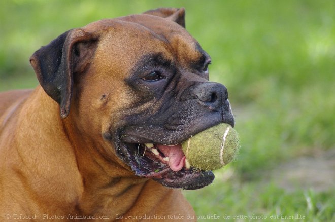 Photo de Boxer