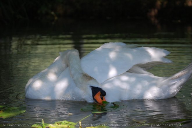 Photo de Cygne