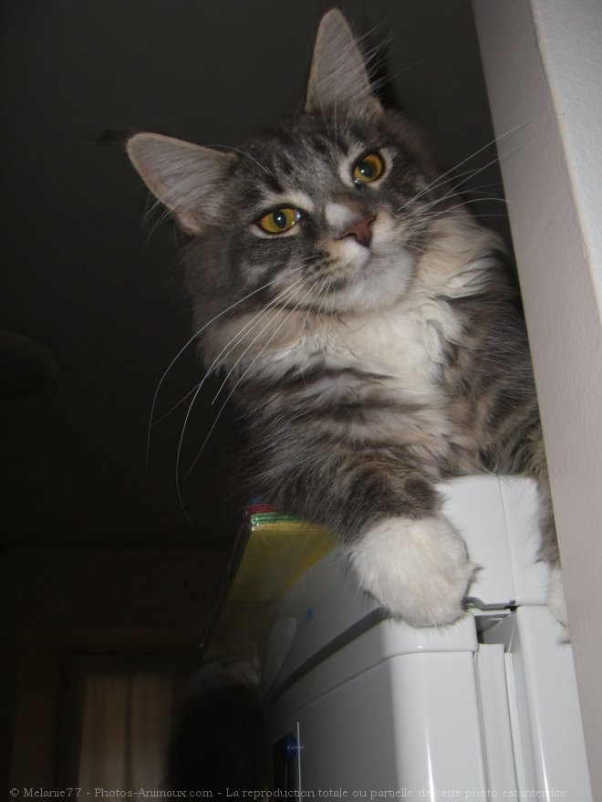 Photo de Maine coon