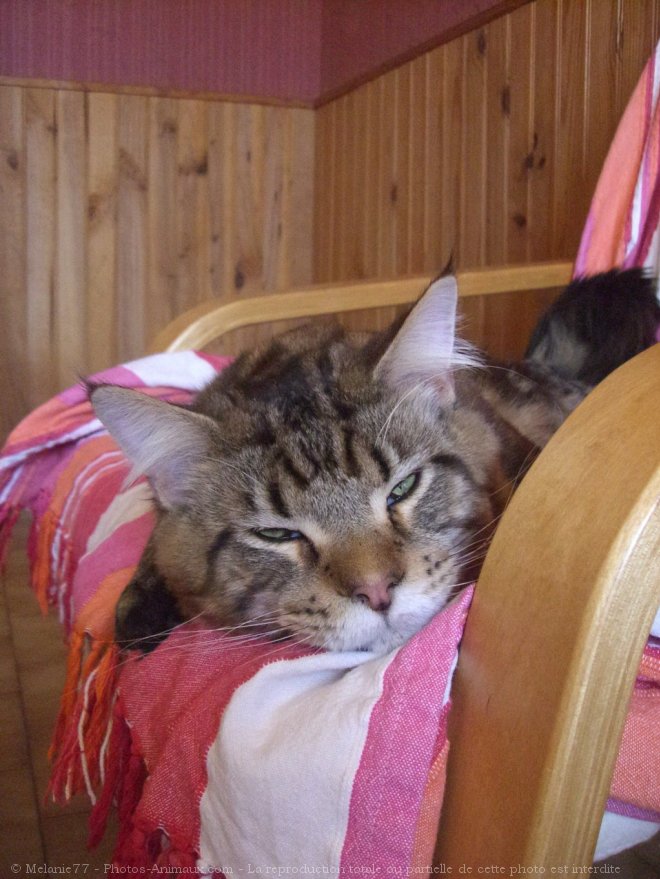 Photo de Maine coon