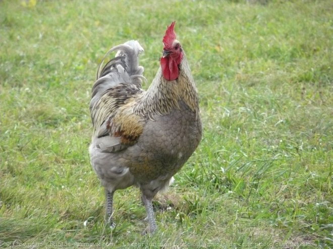 Photo de Poule