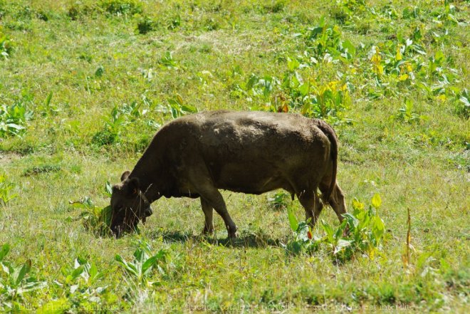 Photo de Vache